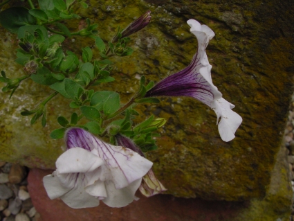 Alter Steintrog mit Blumen