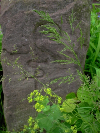 Historischer Grenzstein der Pflege Schnau
