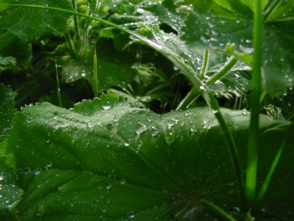 Frauenmantel nach Gewitter