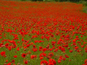 Klatschmohnfeld in Blte